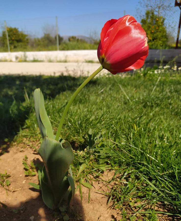 Ktima Anastasia Anabolu Dış mekan fotoğraf